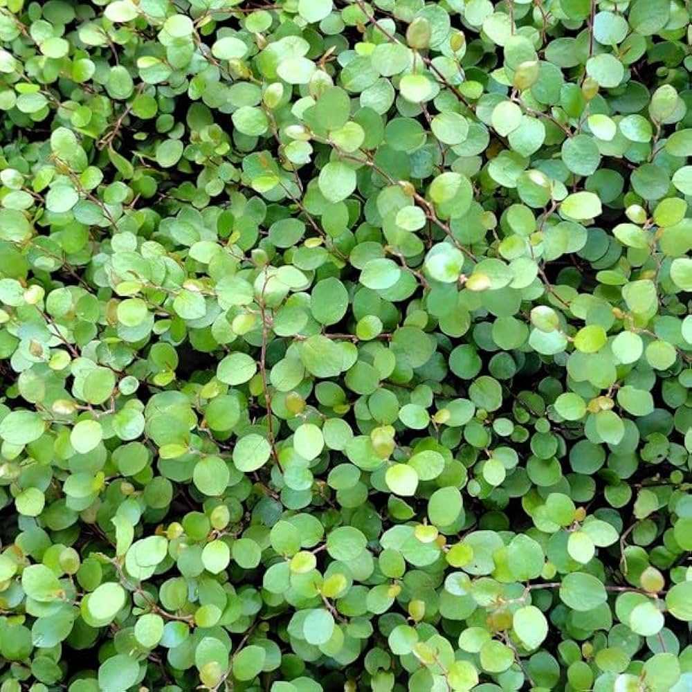 Amazon.co.jp: ワイヤープランツ 【40Potセット】 下草苗 : DIY