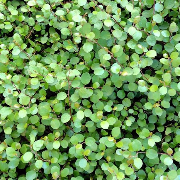 ワイヤープランツ苗　抜き苗　根付苗　グランドカバー　下草 楽天市場】ワイヤープランツ グランドカバー 苗 28個セット (3寸