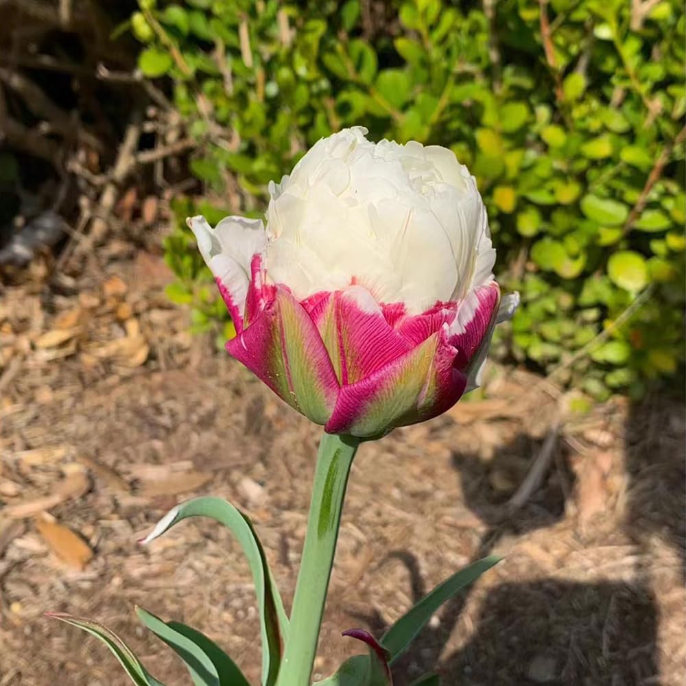 20 Pcs tulpenzwiebeln kaufen - tulpen zwiebeln - winterharte pflanzen fr  garten (Tulipa gesneriana) geschenke garten balkon blumen, pflanzen deko  exotische zimmerpflanzen, seltene : Amazon.de: Garten