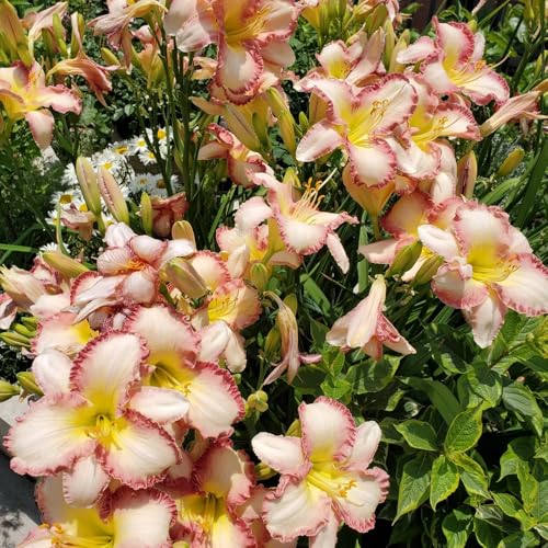 Semillas de azucenas, resistentes al exterior Hemerocallis fulva, adornos florales para lugares soleados 400pcs