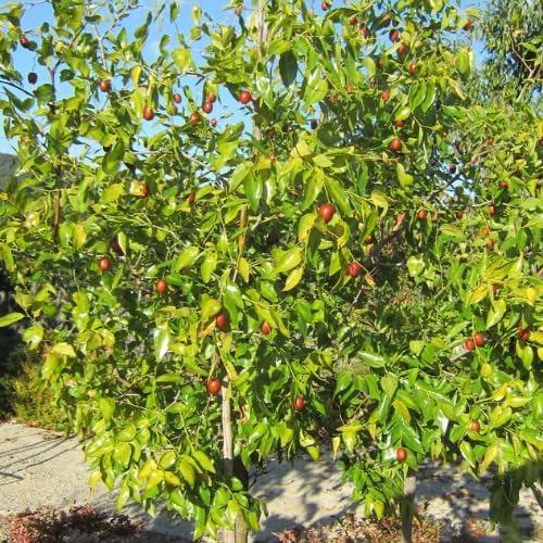 Li Jujube Tree, 8-14" Tall, Cold Hardy Jujube Tree Live Plant, Perennial Sweet Fruit Plants