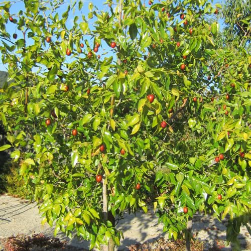 Amazon.com : Li Jujube Tree, 8-14