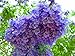 Albero di Jacaranda, Pianta vera, Fiore Viola, Jacaranda Mimosifolia. Astoni, alberatura. H120cm immagine