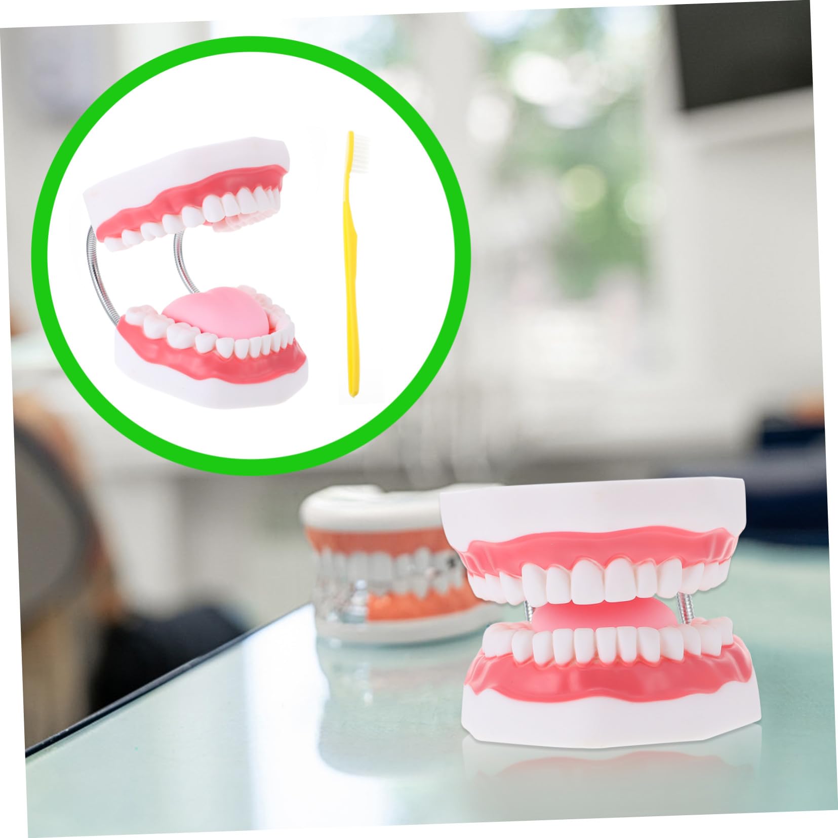 Modello Dentale Ingrandito 6x in Pvc Bianco con Spazzolino | Uso Didattico per Ragazzo Ragazza, Forma Creativa, per Insegnare la Pulizia Orale