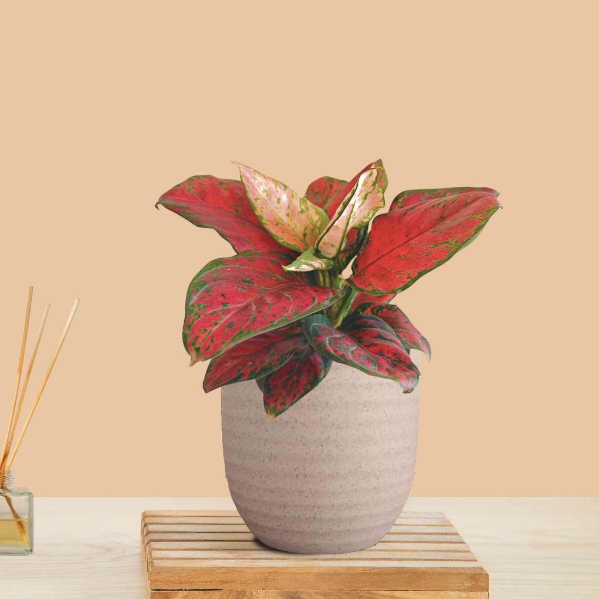 aglaonema buy Aglaonema 'Silver Bay'for Sale main image 0