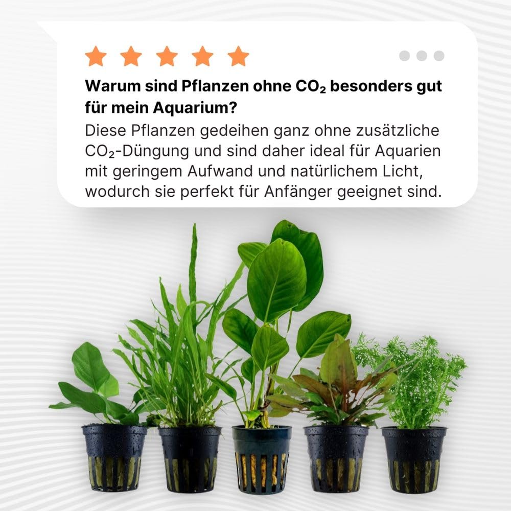 AquaOne Anubias Microsorum Cryptocoryne Limnophila Piante Acquario 5x Set Anti-alghe