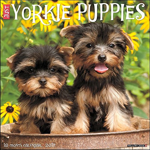 Just Yorkie Puppies 2017 Wall Calendar (Dog Breed Calendars)