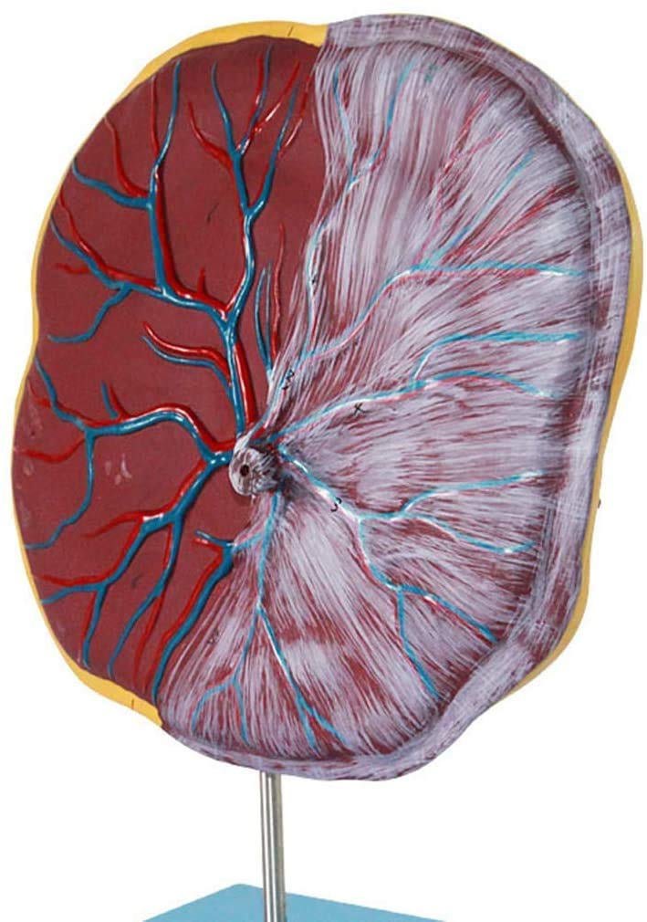 Modello di apparecchiature mediche di Placenta e Attrezzature mediche ombelicale Modello di Anatomia Umana Materiale Medico Medico di Formazione Medica