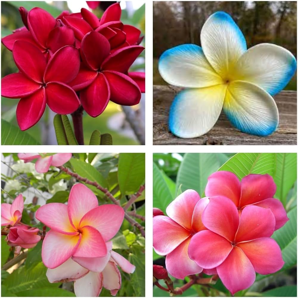 Plumeria Frangipani Live Plant Combo Pack, 4 Varieties - Red, Yellow, Blue, Pink Kathchapa Flowers, Original Variety with Pepper Bag-image-5