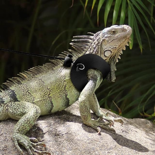 Foto 8 de 8 de 3 correas de dragón barbudo y lagarto, correa ajustable de cuero de reptil, cuerda de nailon con alas chicas