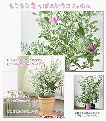 Amazon レウコフィルムの苗 現状花無し株 3 5号ポリポット 植木 Amazon レウコフィルムの苗 現状花無し株 3 5号ポリポット 植木