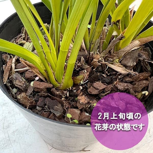 Amazon.co.jp: シンビジューム：金稜辺（キンリョウヘン）花芽付き4号