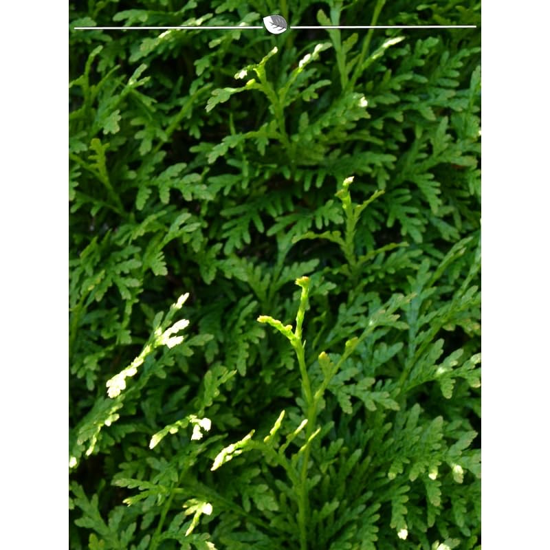 Lebensbaum Thuja Brabant 200-225 cm. 10 Thuja Pflanzen. Sichtschutz Hecke