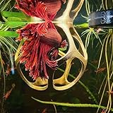 byMazy Betta Play Ball | Floating Cave and Hammock Bed, Fish Tank Hideout Decor with Feeding Station – Decorative Aquarium Landscaping Ornament (Clear White) - Image 6