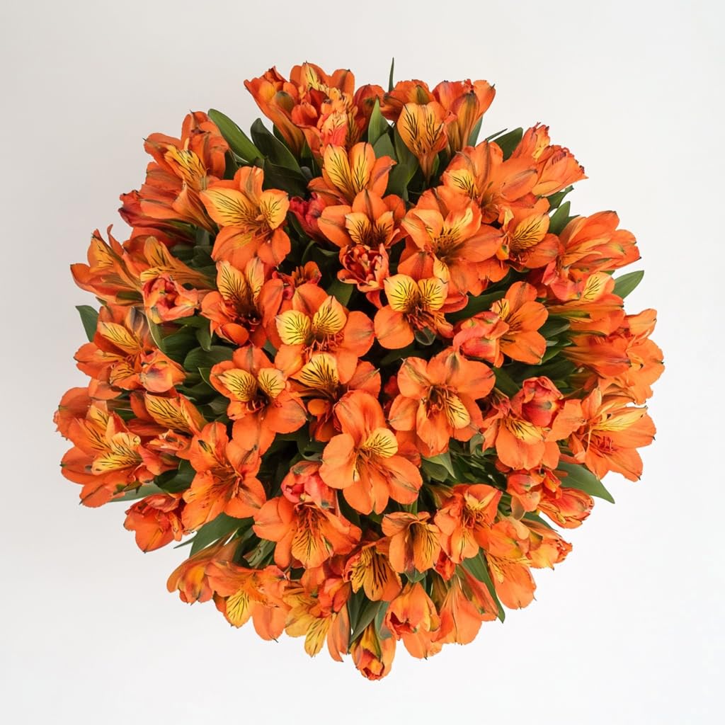 GlobalRose Fresh Cut Orange Alstroemerias 30 Stems