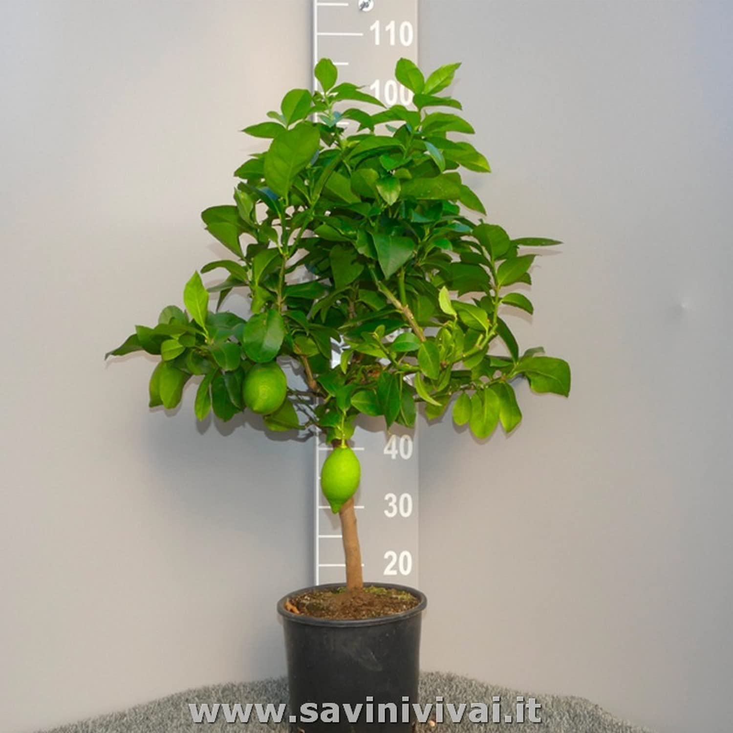 SAVINI VIVAI Pianta di Limone Albero Agrumi Lunario Limone ad Alberello in Vaso da 20 cm altezza 70 cm 2-3 Anni di innesto Made Italy