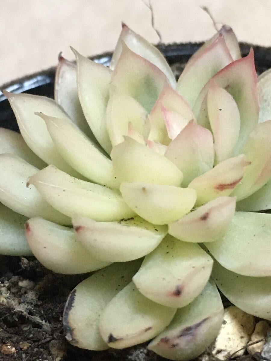 Amazon.co.jp: 多肉植物 女雛錦 メビナ錦 斑入り エケベリア 6cmポット