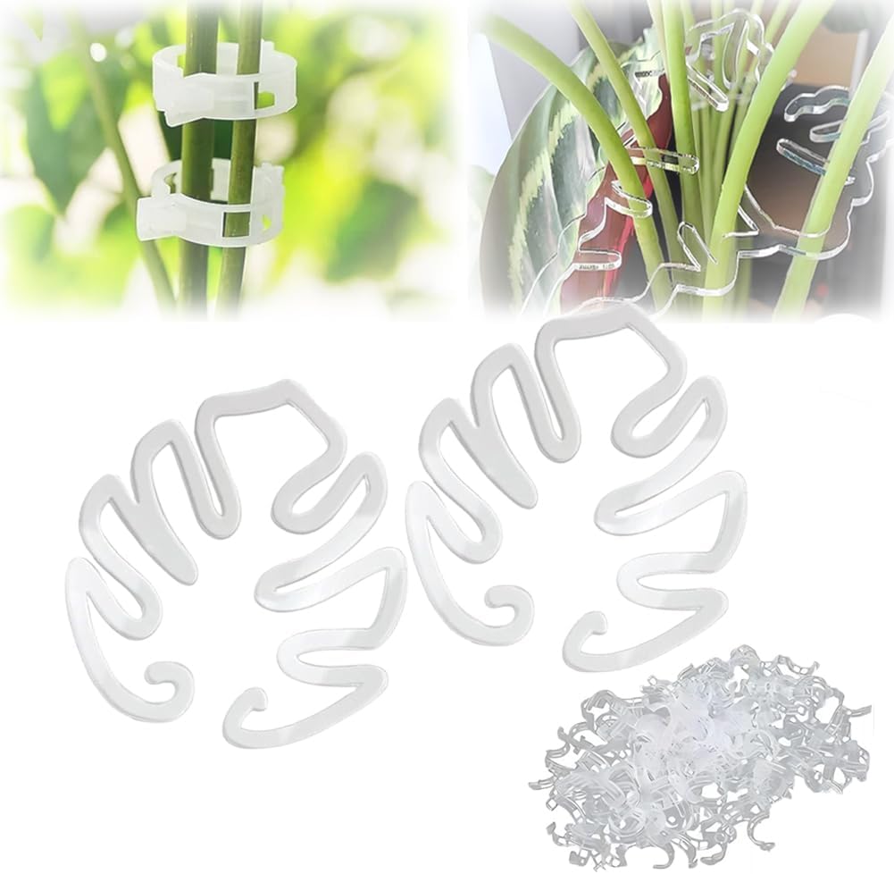 Monstera Grapple, Monstera Plant Grapple, Monstera Jamaica | Ubuy