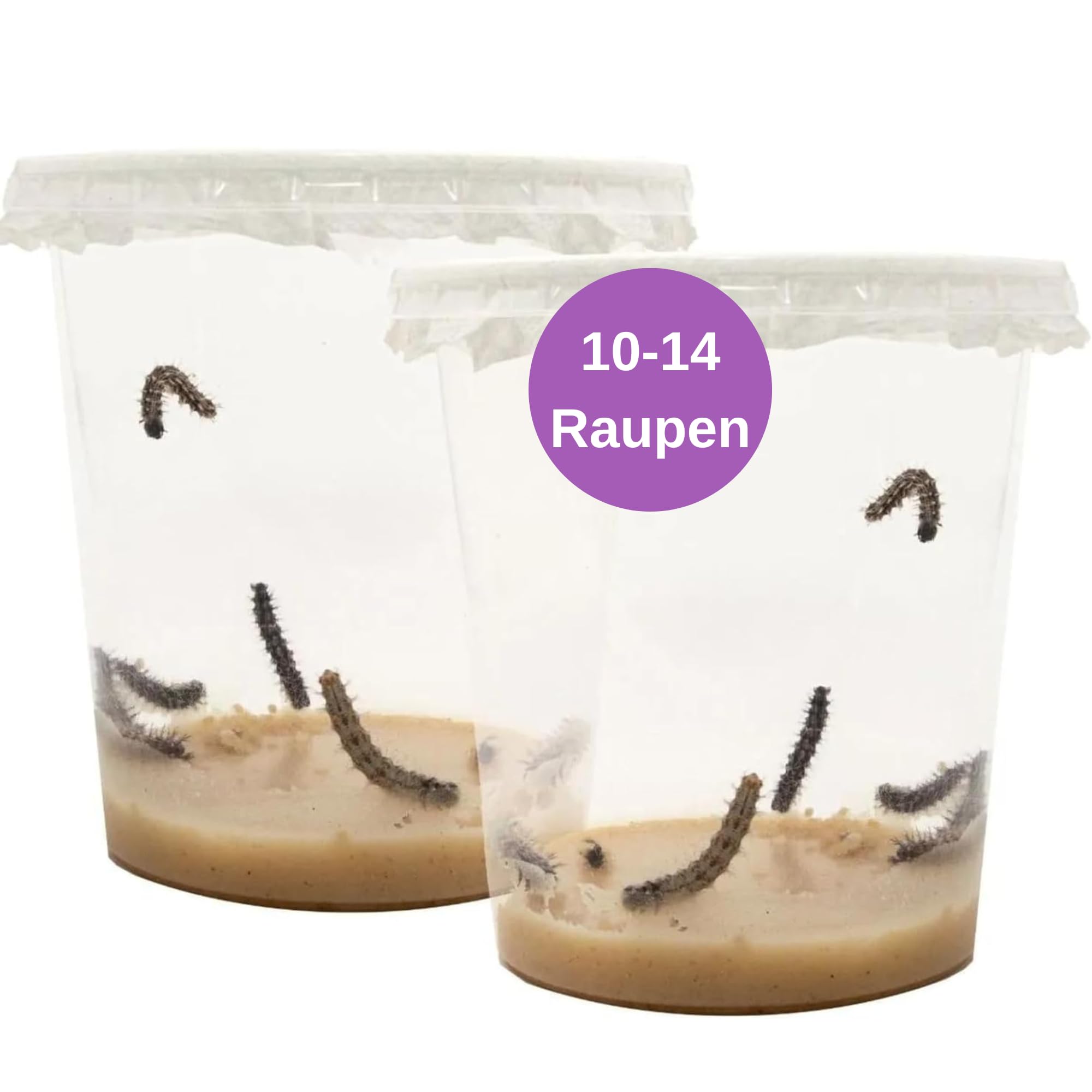 LEPITERRA® Raupenbecher - Raupen-Nachfüllset - 2 Raupenbecher (Je ca. 7 Raupen) | Ideale Ergänzung zum Schmetterlingshabitat | Schmetterlinge züchten [Erfolgsgarantie] | Heimische Distelfalter