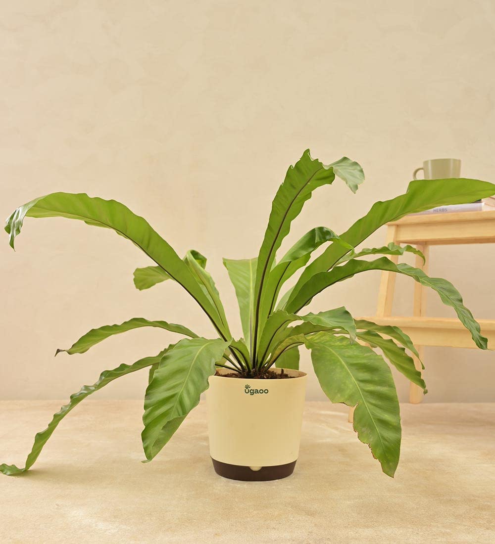 UGAOO Bird Nest Fern Plant with 7.5 Inch Self Watering Pot (B08P8PT2C6) Amazon Price History, Amazon Price Tracker