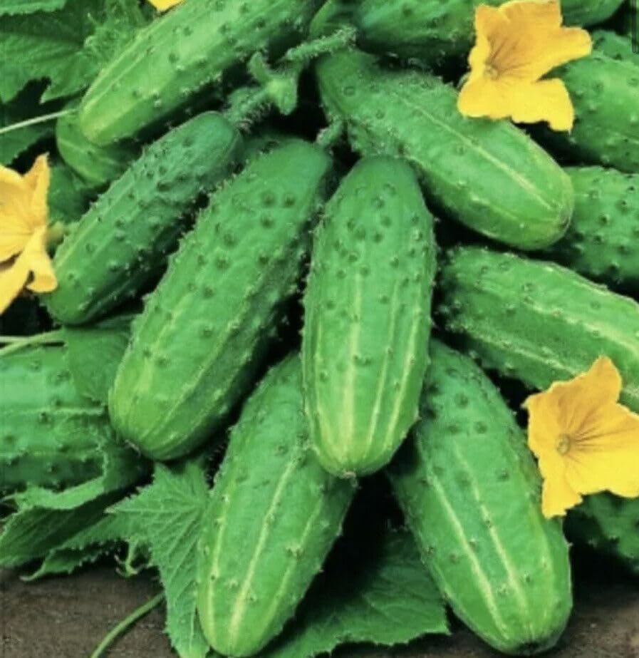 Buy4seeds Cucumber Gherkin Anulka 80 Seeds Simple to Grow