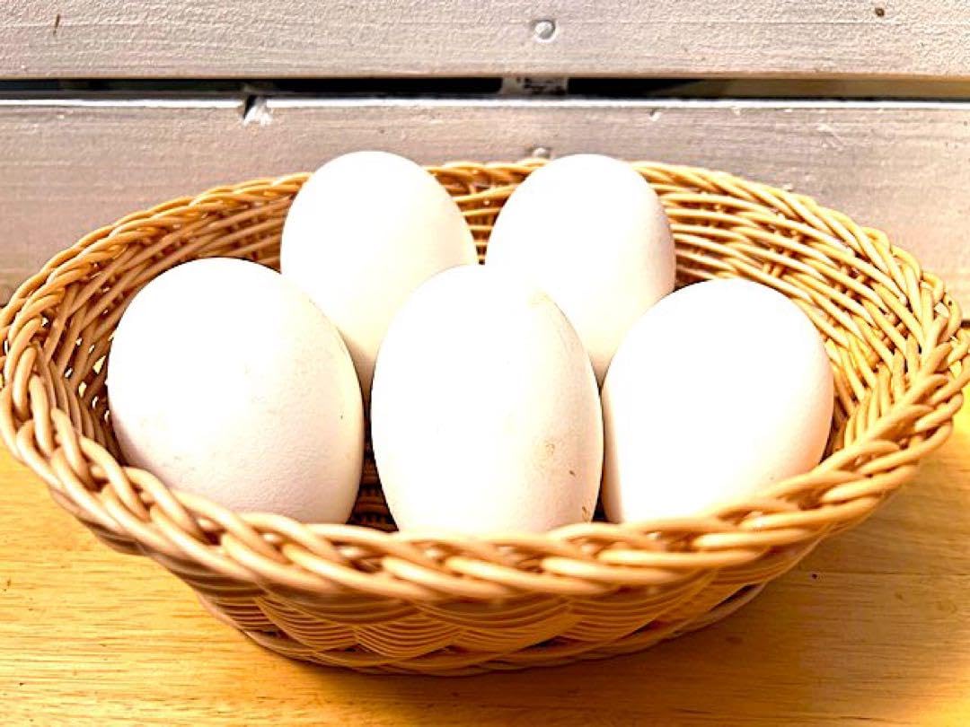 健康なガチョウの卵40個。食用です。