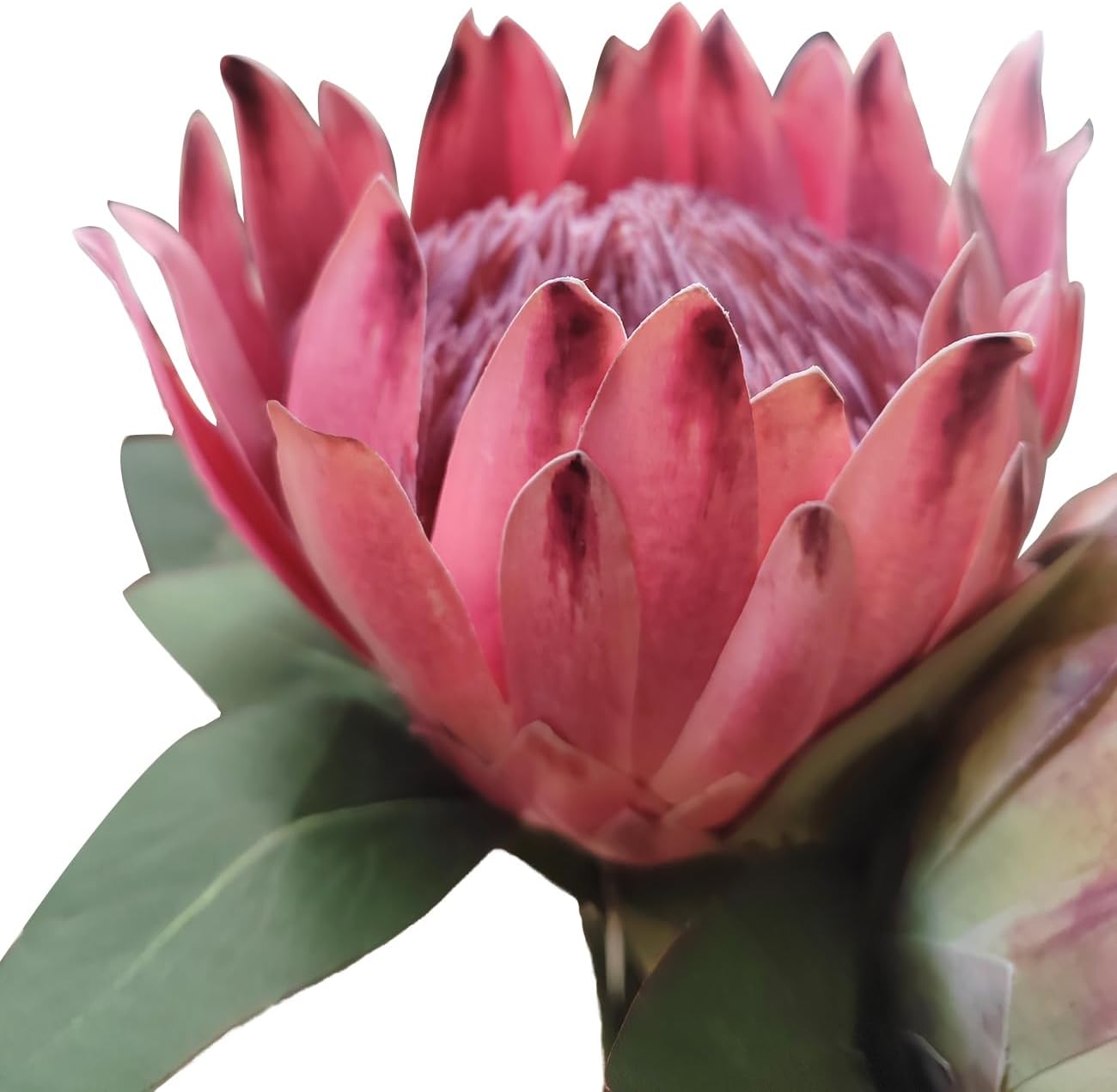 2 Pcs 21.65 Inch Big Artificial The King Protea Flowers Protea Cynaroides Artificial Flowers for Home Garden Wedding Party Office Decor (Rose Red)
