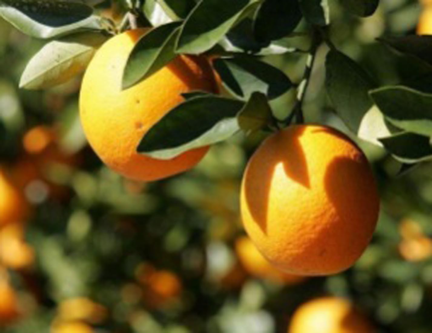 Vietnam Yellow malta Mosambi All Time Variety Grafted Fruit Live Plants & Tree(1.5-2 Ft Size)-1 Healthy plant in Nursery Grow Bag (Bari-1 Malta)