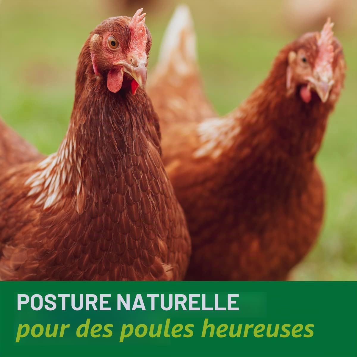HÜHNER Land Intestin Vital 500 ml pour poulets – Soutien de la digestion et de la flore intestinale des poulets, en cas de diarrhée et de coccidies chez le poulet, renforcement du système immunitaire