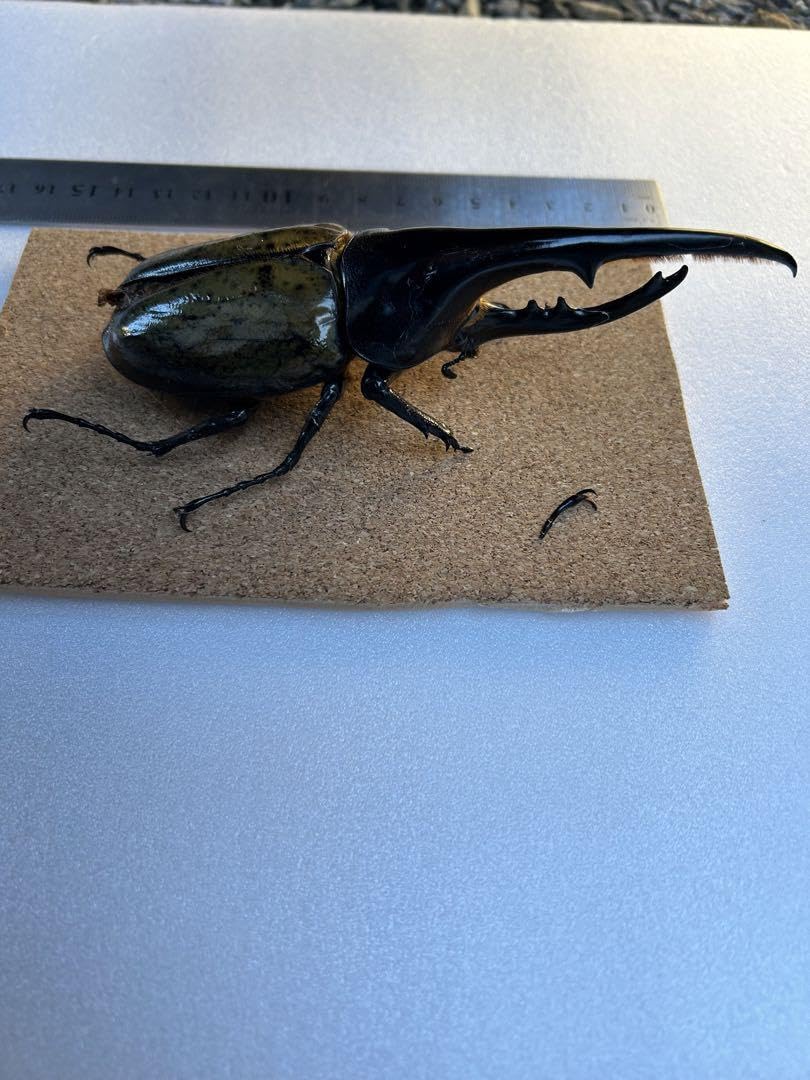 Amazon.co.jp: ヘラクレスオオカブト標本 : ペット用品