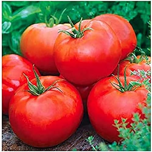 Ace 55 Semillas de tomate - Tomate grande - Uno de los tomates más deliciosos para el cultivo casero,