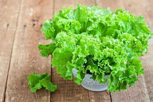 Semillas de interior lechuga verde herencia vegetal para plantar semillas sin OMG 1000