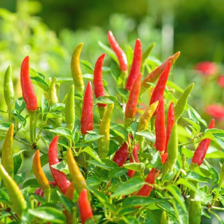 Surajmukhi F1 Hybrid Chilli Seeds, Hot Pepper Chili Seeds for Home Garden, Planting (Hari Mirch) For Kitchen gardening (Sun Chilli) PACK OF 13-image-25