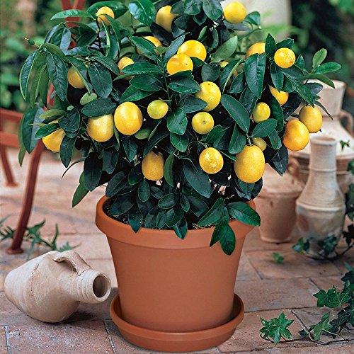 Creative Farmer Live Plant Lemon Limboo Lime Kitchen Garden Plant(1 Healthy Live Plant) (B07SSFQHNV) Amazon Price History, Amazon Price Tracker