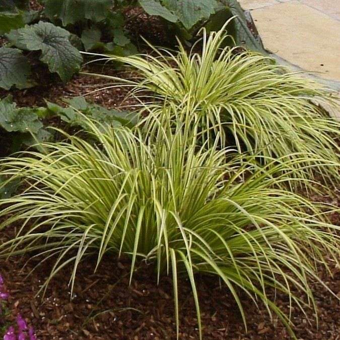 Lincolnshire Pond Plants Ltd - Acorus gramineus Ogon (Golden Variegated) - Marginal Pond Plants - MP004-1/2 x Pot & 2 x Compost