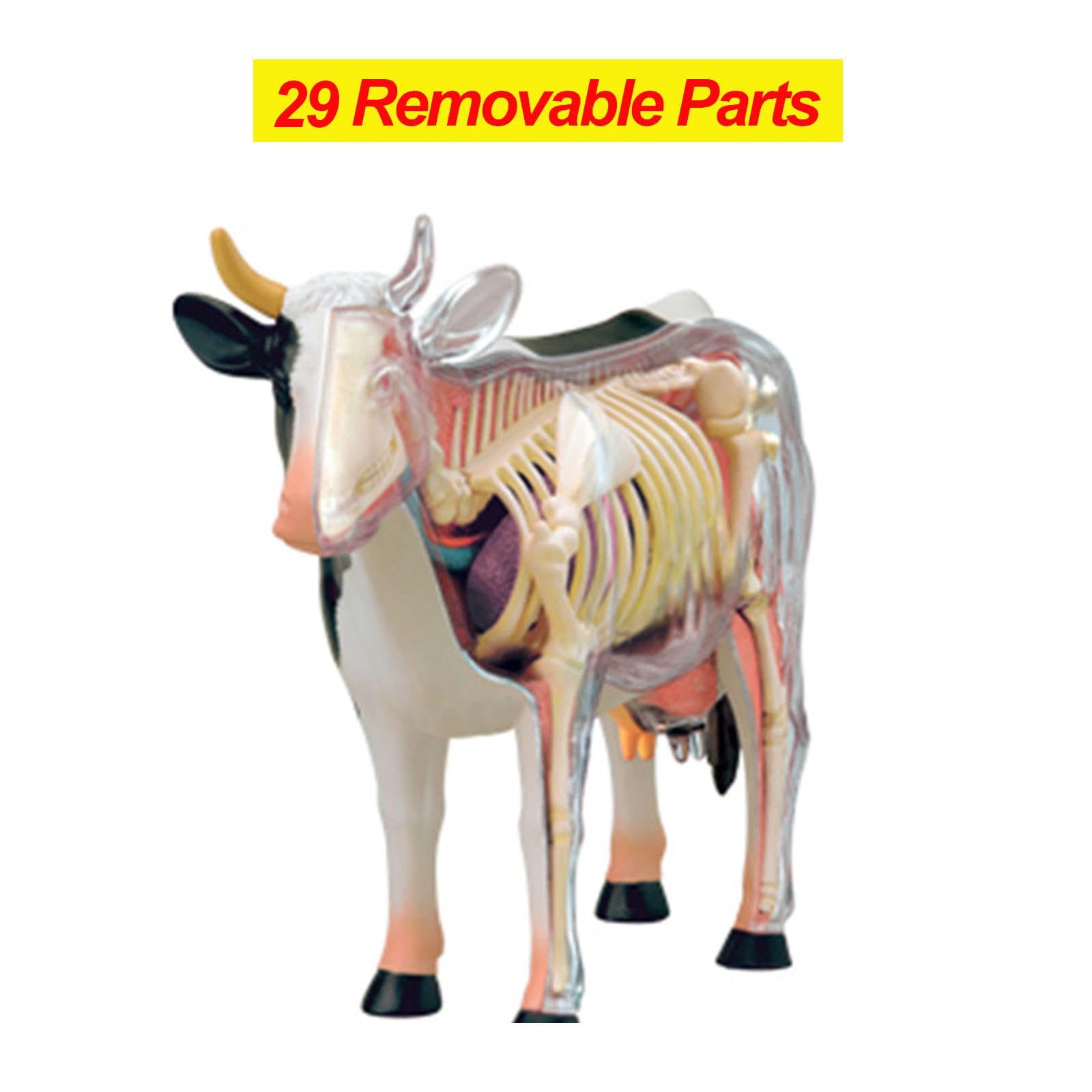 ヒト皮膚解剖モデル　Tedco4Dビジョン【組み立て済完成品】 ヒト皮膚解剖モデル Tedco4Dビジョン【組み立て済完成品