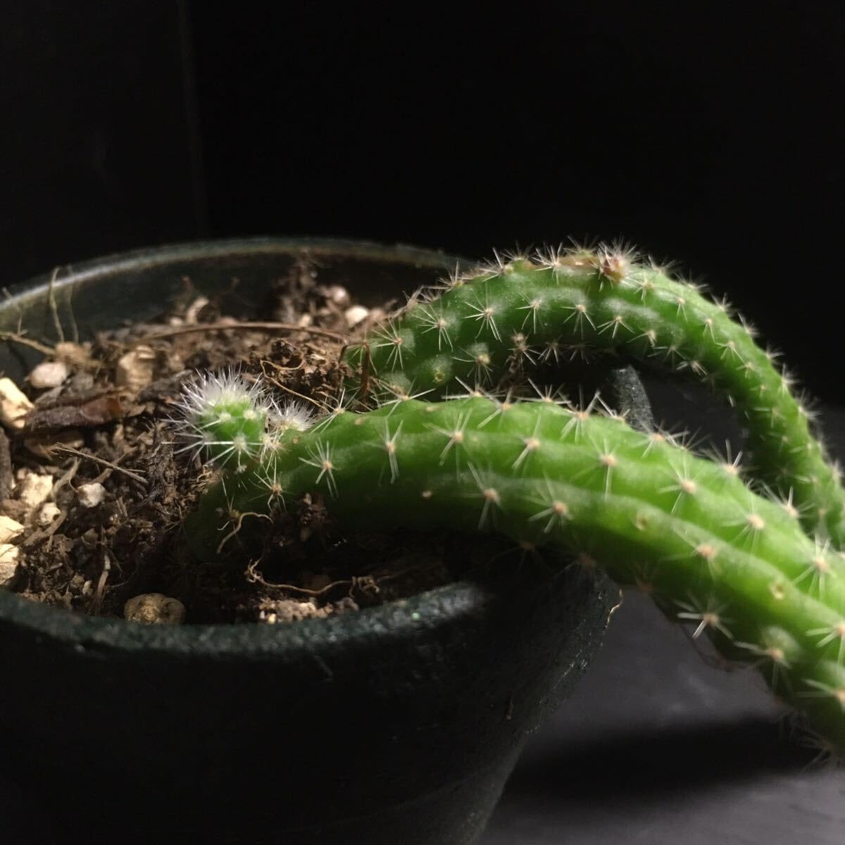 Amazon.co.jp: 白檀 ヒモサボテン 10センチ以上2本 ビャクダン 多肉