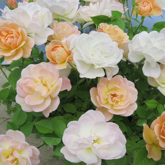 Amazon.co.jp: 予約販売 ミニバラ プリズム 3号ポット 四季咲き バラ