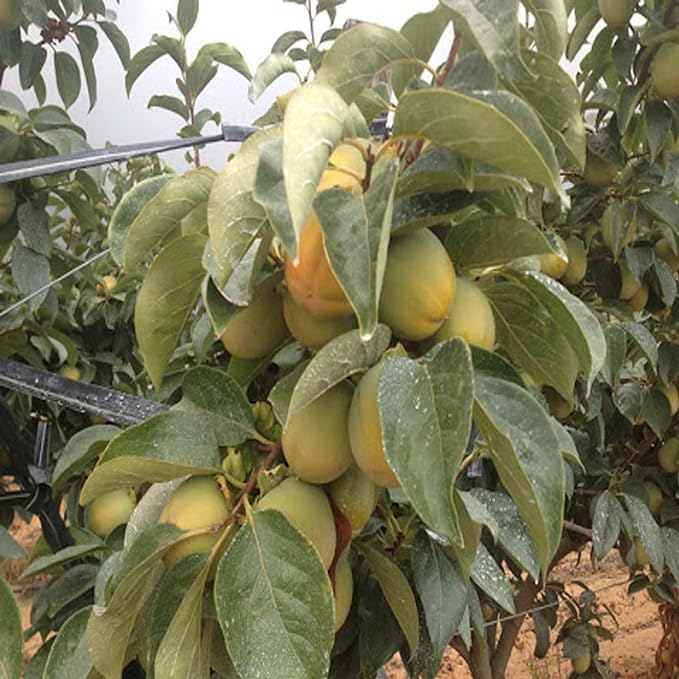 TENDER LEAVES Hachiya Persimmon Variety Fruit Grafted Live Plants,GaabPlant (Diospyros kaki) Early Fruits, (1-31.5Feet Size),persimon Fruit plant,Hachiya Persimmon Plant In Grow-Bag. (B0D22LR392) Amazon Price History, Amazon Price Tracker