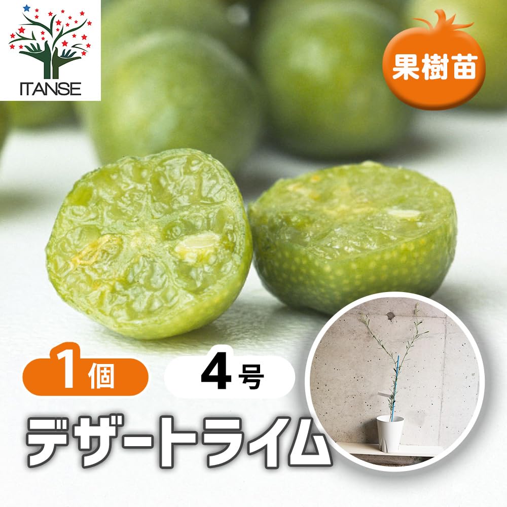 Amazon.co.jp: ITANSE デザートライム 4号 1個売り 果樹苗