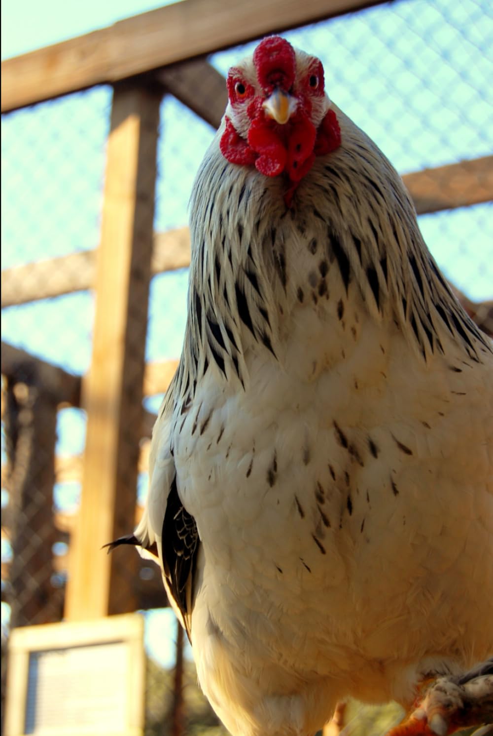 A History Of Chickens And Chicken Farming