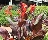 2 Tall Canna Lily - Australia - Bulbs/Roots/Rhizomes/Tubers/Plants