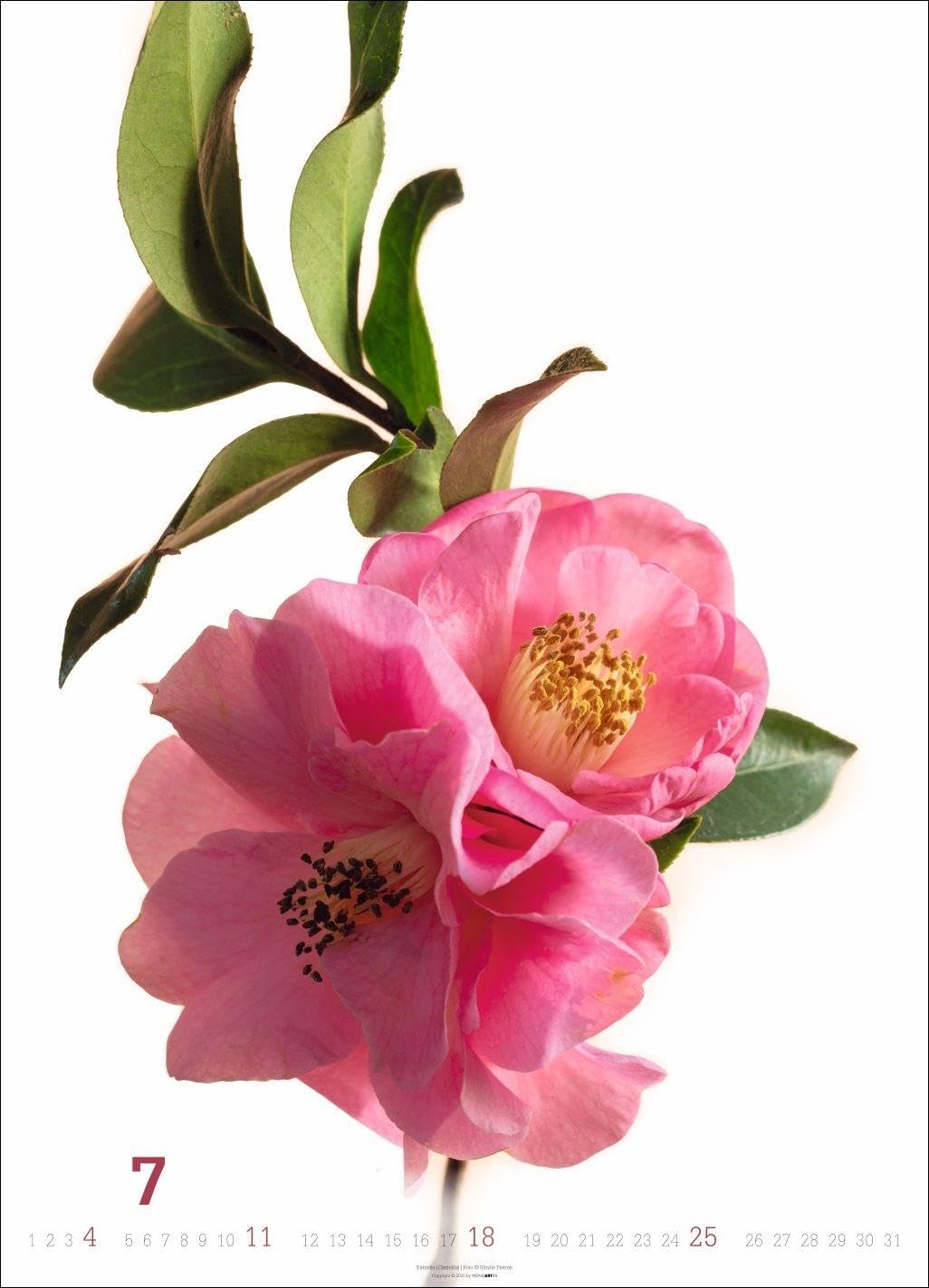Blütenbilder Kalender 2027: Großer Jahres-Wandkalender mit stilvollen Fotos prachtvoller Blüten. Blumen-Kalender für die Wand. 49 x 68 cm. Hochformat