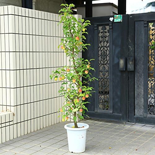 Amazon 特選庭木 植木 苗 長寿りんご リンゴ 長寿紅りんご 全高160cm 樹高140cm赤い実が長く続く縁起の良い木です 佐川急便発送 植木 Amazon 特選庭木 植木 苗 長寿りんご リンゴ 長寿紅りんご 全高160cm 樹高140cm赤い実が長く続く縁起の良い木です 佐川急便発送 植木