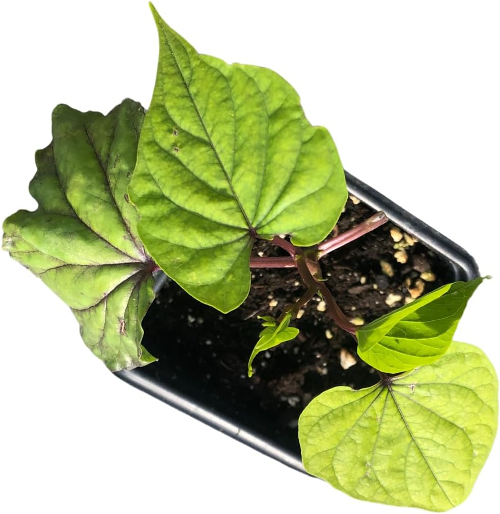 Moonflower ‘Night Blooming Vine’ (Ipomoea alba) in 2.5 inch Pot - Live Starter Plant - Certified Organic - Fragrant Night Bloomer