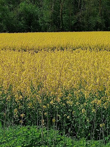 Foto von Scheidler horse-direkt Rapsöl 100% kaltgepresst, 10 Liter Kanister, reines Rapsöl, Pflanzenöl
