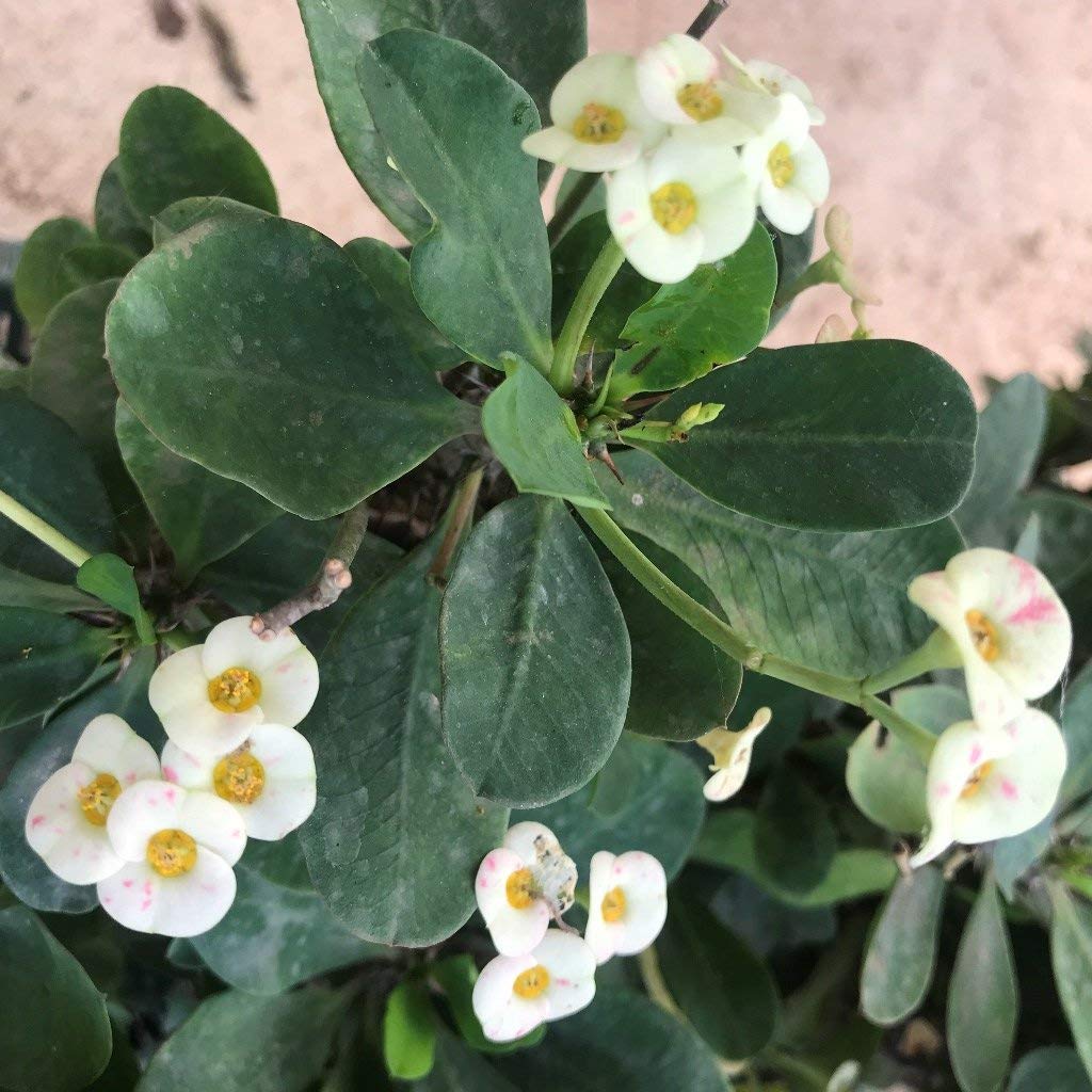 See full amazon price history chart for Leaf Gardening Euphorbia Milli White Succulent Live Plant with Pot Leaf Gardening Euphorbia Milli White Succulent Live Plant with Pot (B08HVYTPB9) Amazon Price History, Amazon Price Tracker