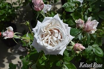 【新品未開封・バラ売り可】スパイナロー350g、400g×12本 生花】バラ(赤) 品種おまかせ【60cm/愛知県】｜Flower Smith