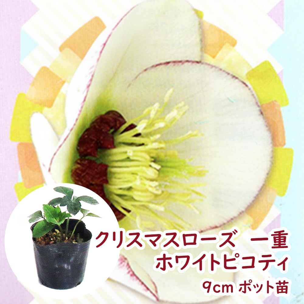Amazon.co.jp: 【 選べる 】 クリスマスローズ 9cmポット 一重咲 【1