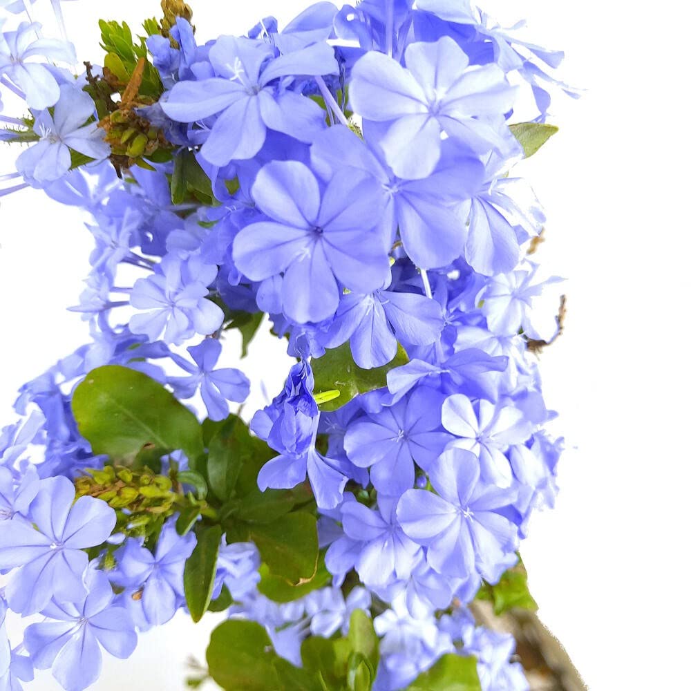 Garden Center Shop | Plumbago Capensis 125 cm M20 | Jazmín Azul Arbusto Trepador Perennifolio | Florece Muchos Meses | Ideal Vallas, Pérgolas y Macetas Grandes